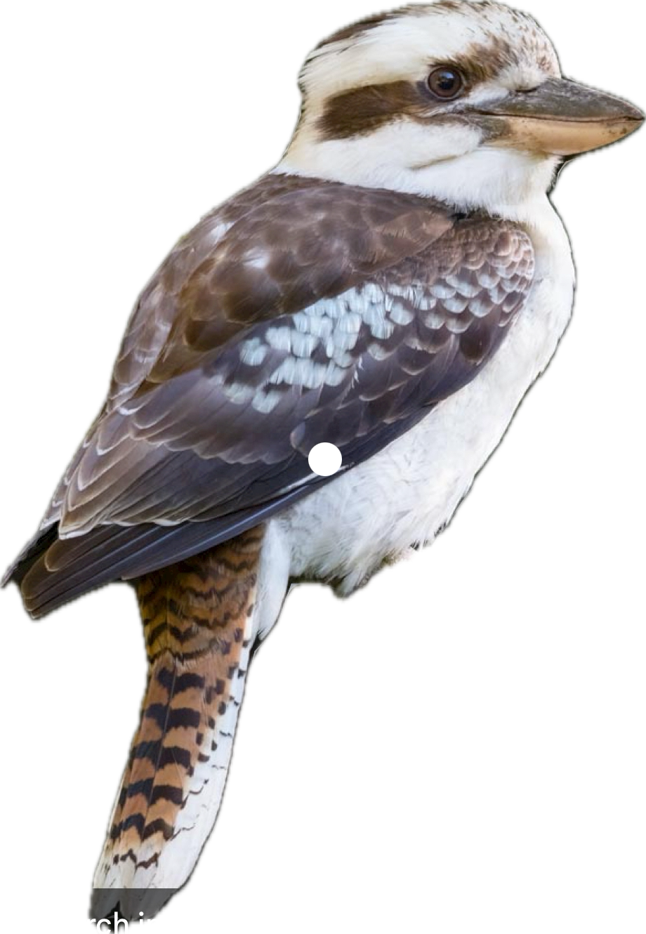 Floral commission with kookaburra birds