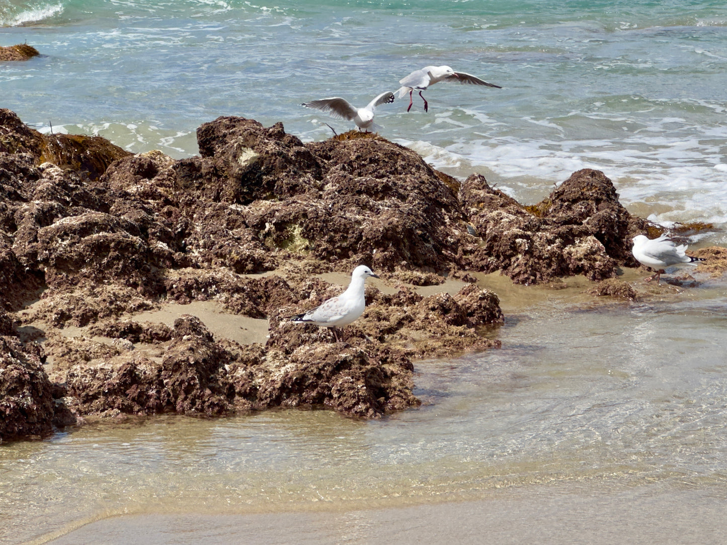 Seascape commission with seagulls