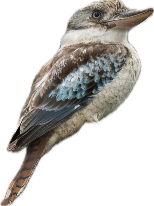 Floral commission with kookaburra birds
