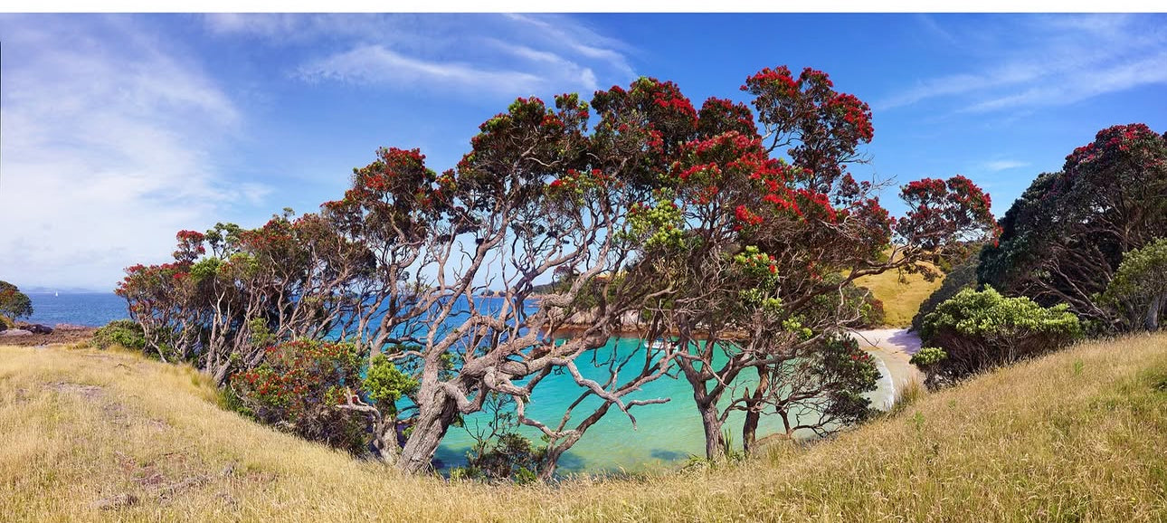 Pohutukawa Trees seascape commission