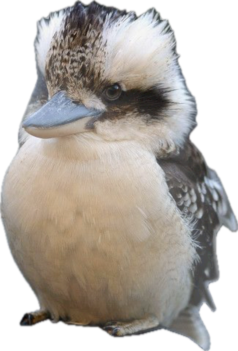 Floral commission with kookaburra birds
