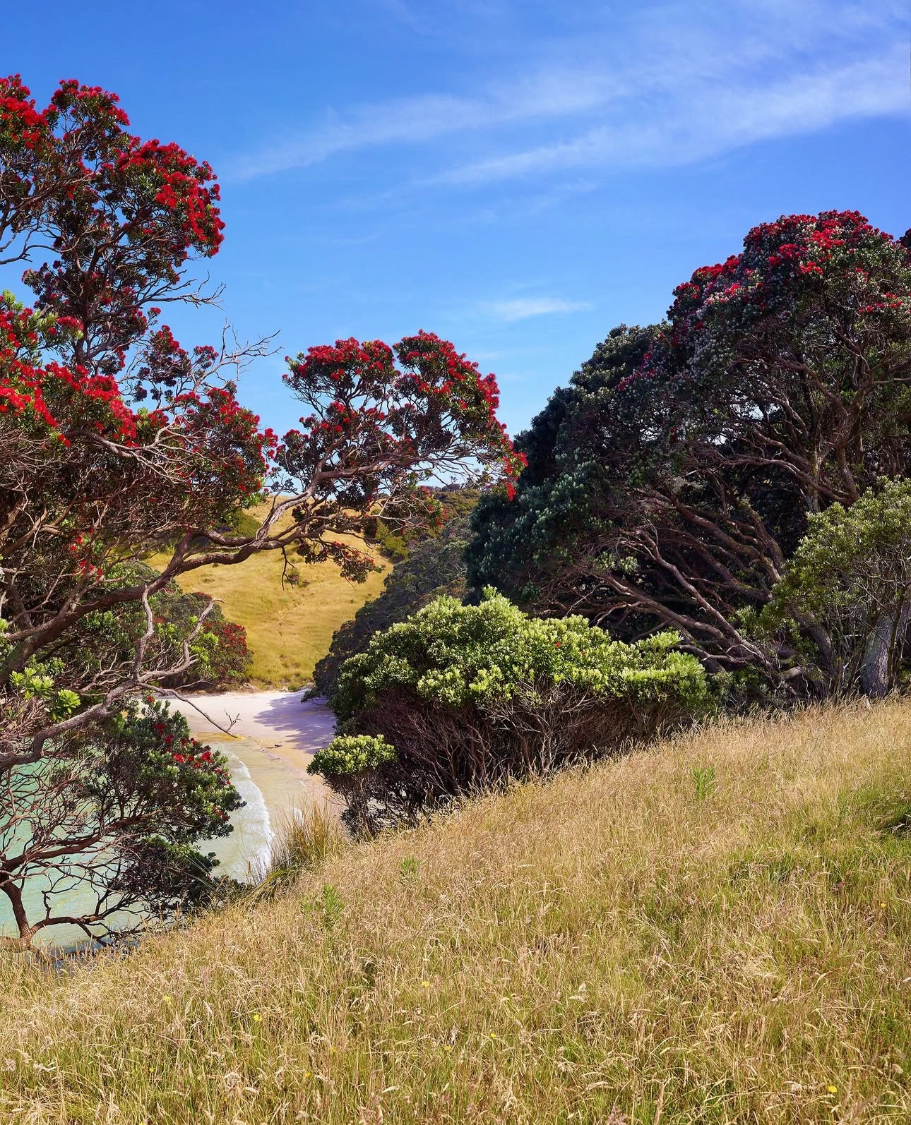 Pohutukawa Trees seascape commission