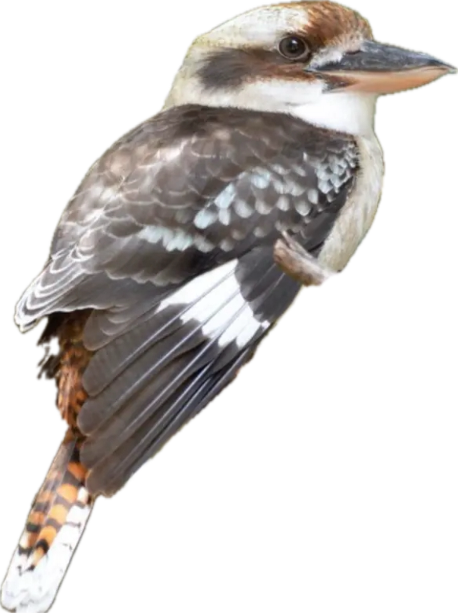 Floral commission with kookaburra birds