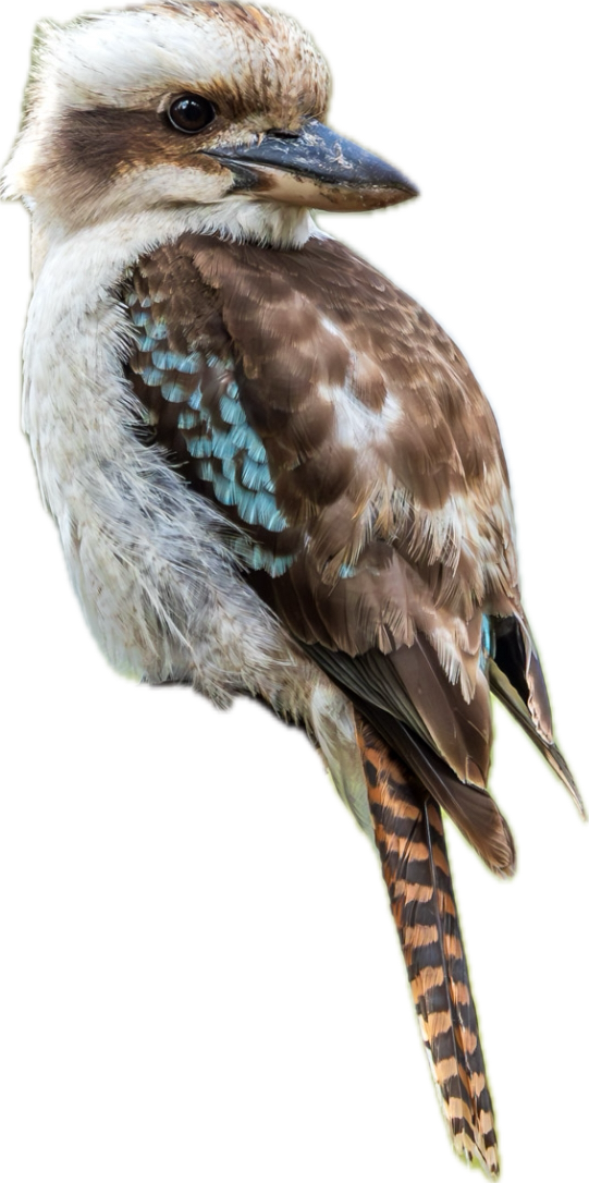 Floral commission with kookaburra birds