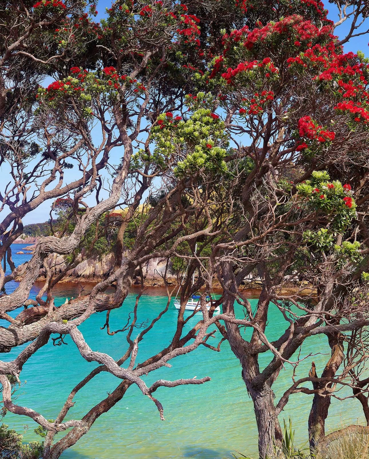 Pohutukawa Trees seascape commission