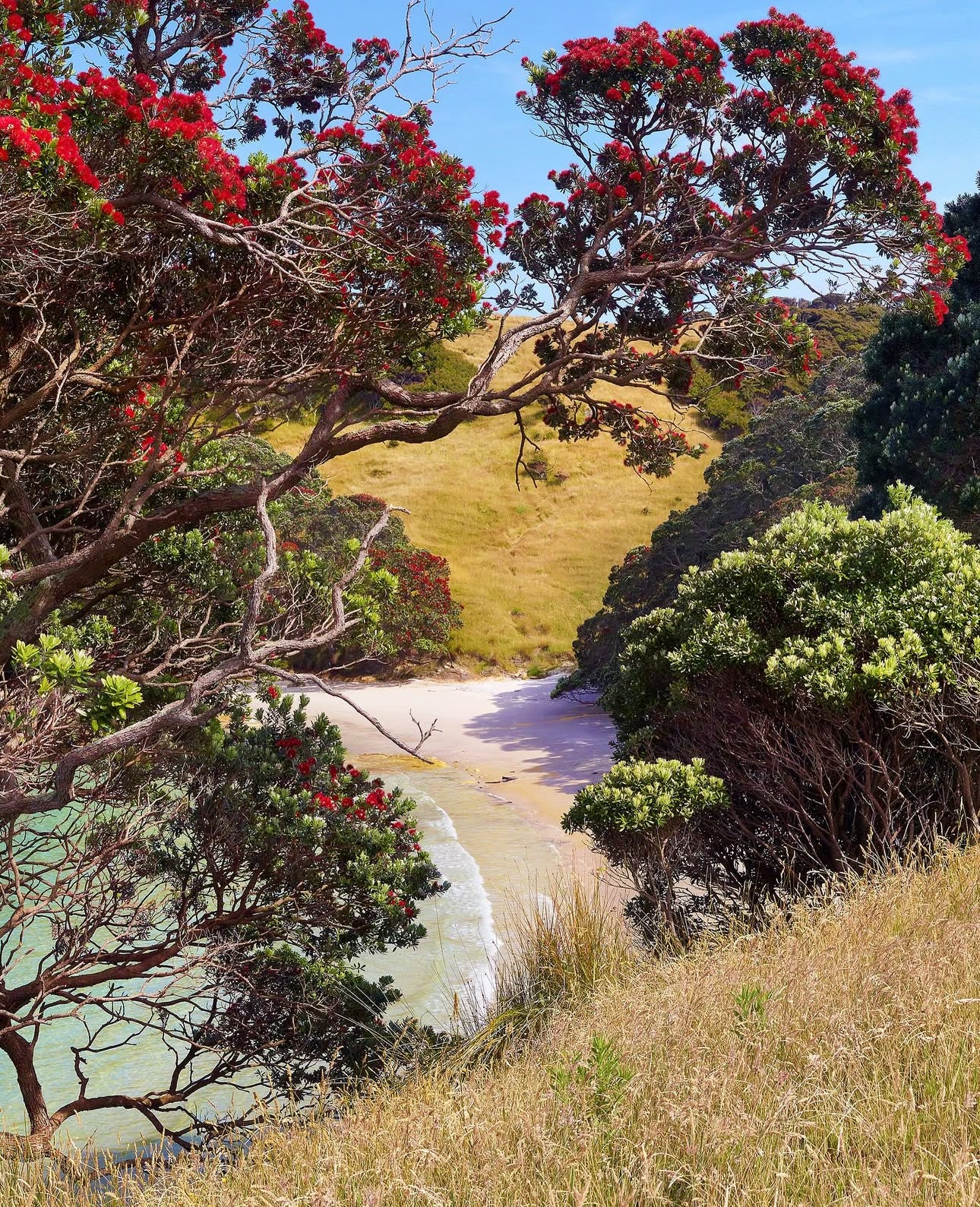 Pohutukawa Trees seascape commission