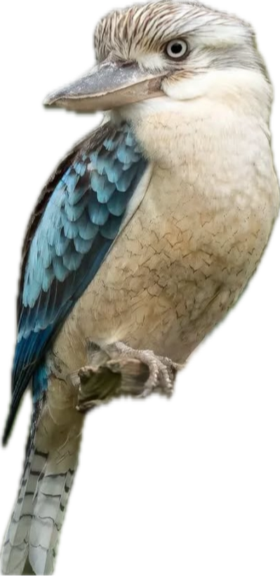 Floral commission with kookaburra birds