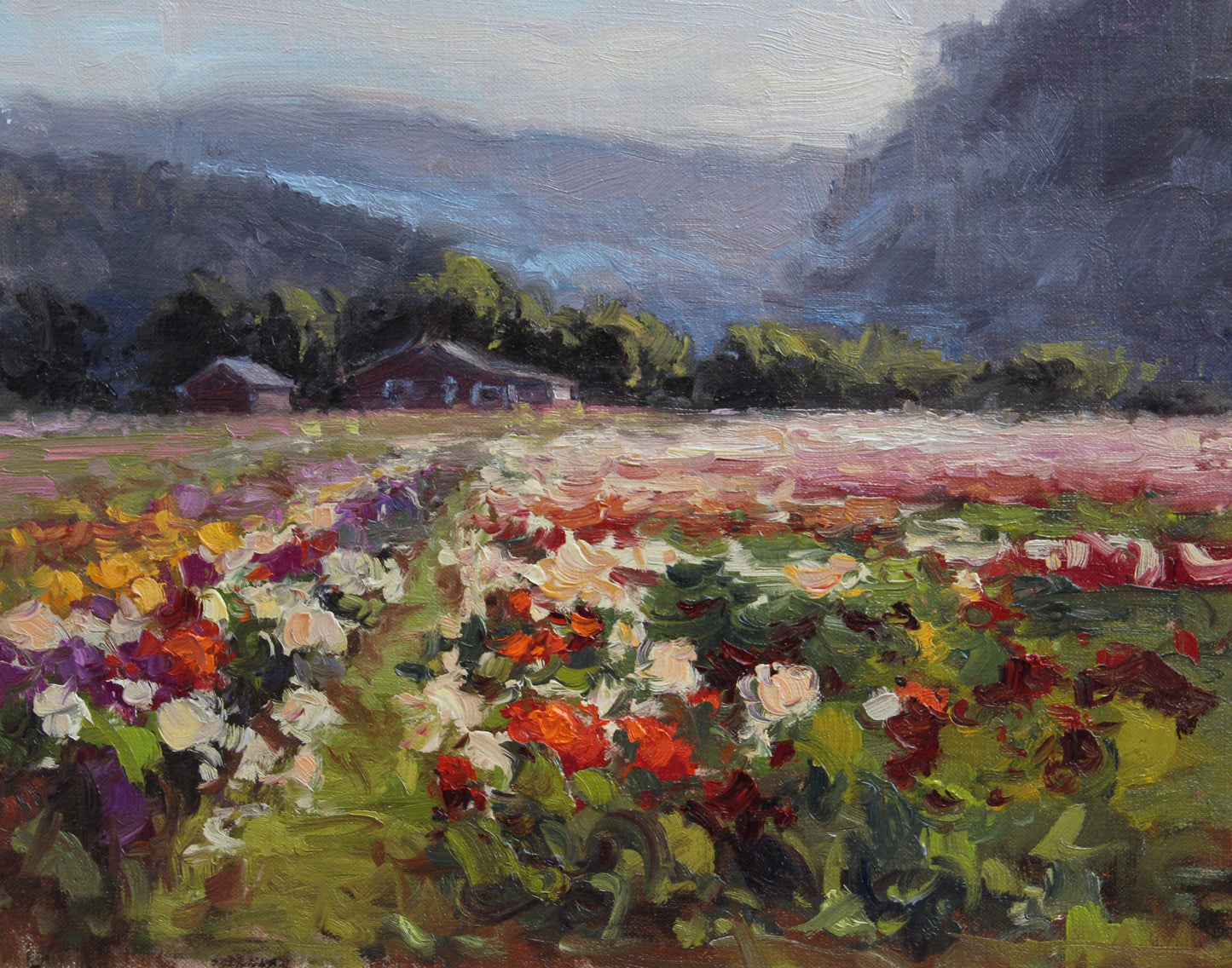 Dahlia Farm, Half Moon Bay