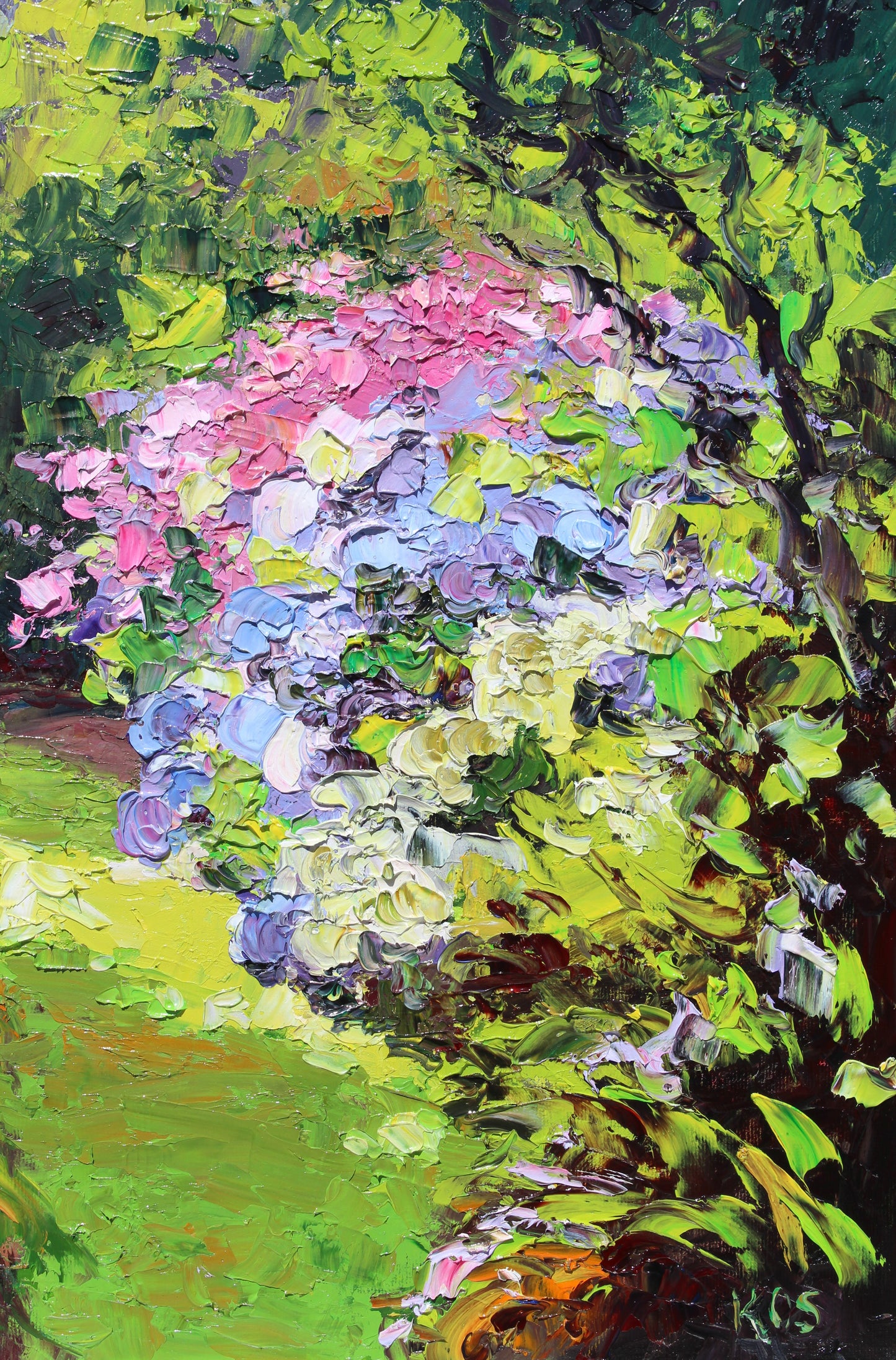 Garden Hydrangeas