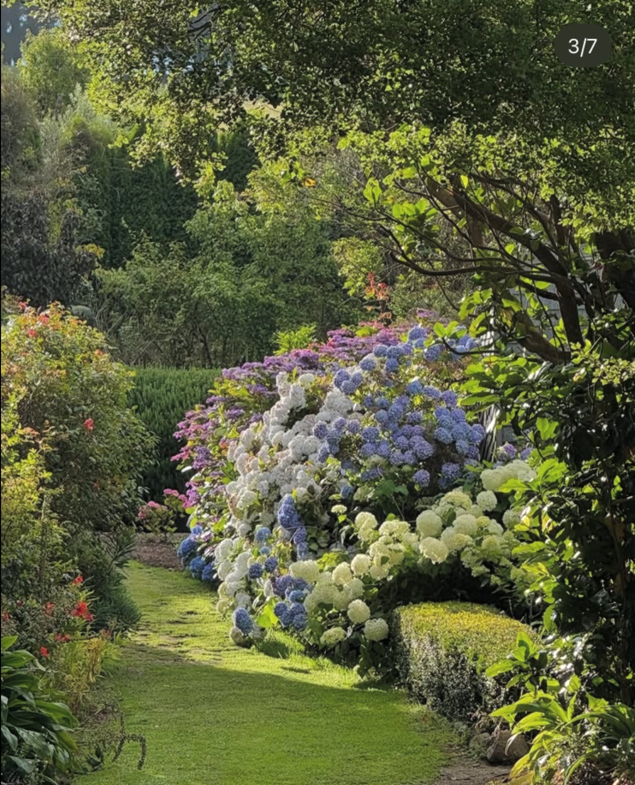 Hydrangea Garden commission