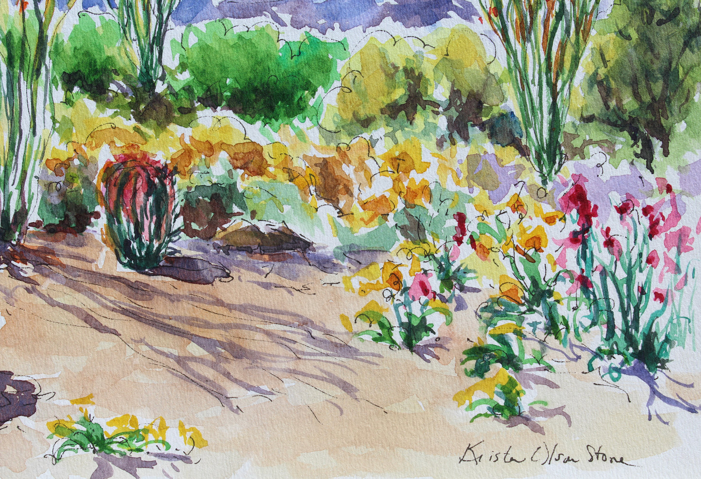 Desert Ocotillo