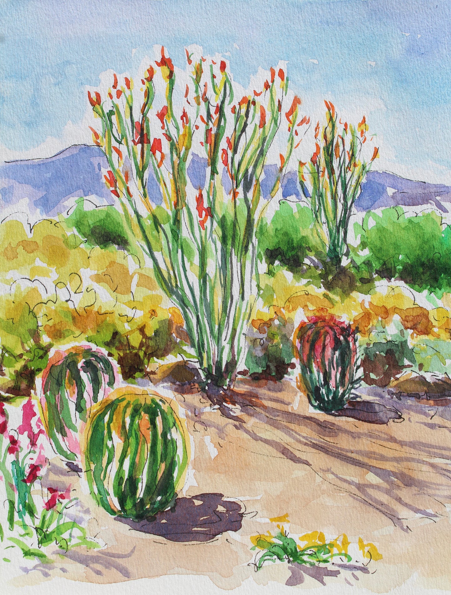 Desert Ocotillo