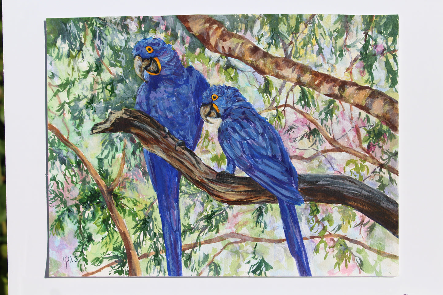 Brazilian Hyacinth Macaws