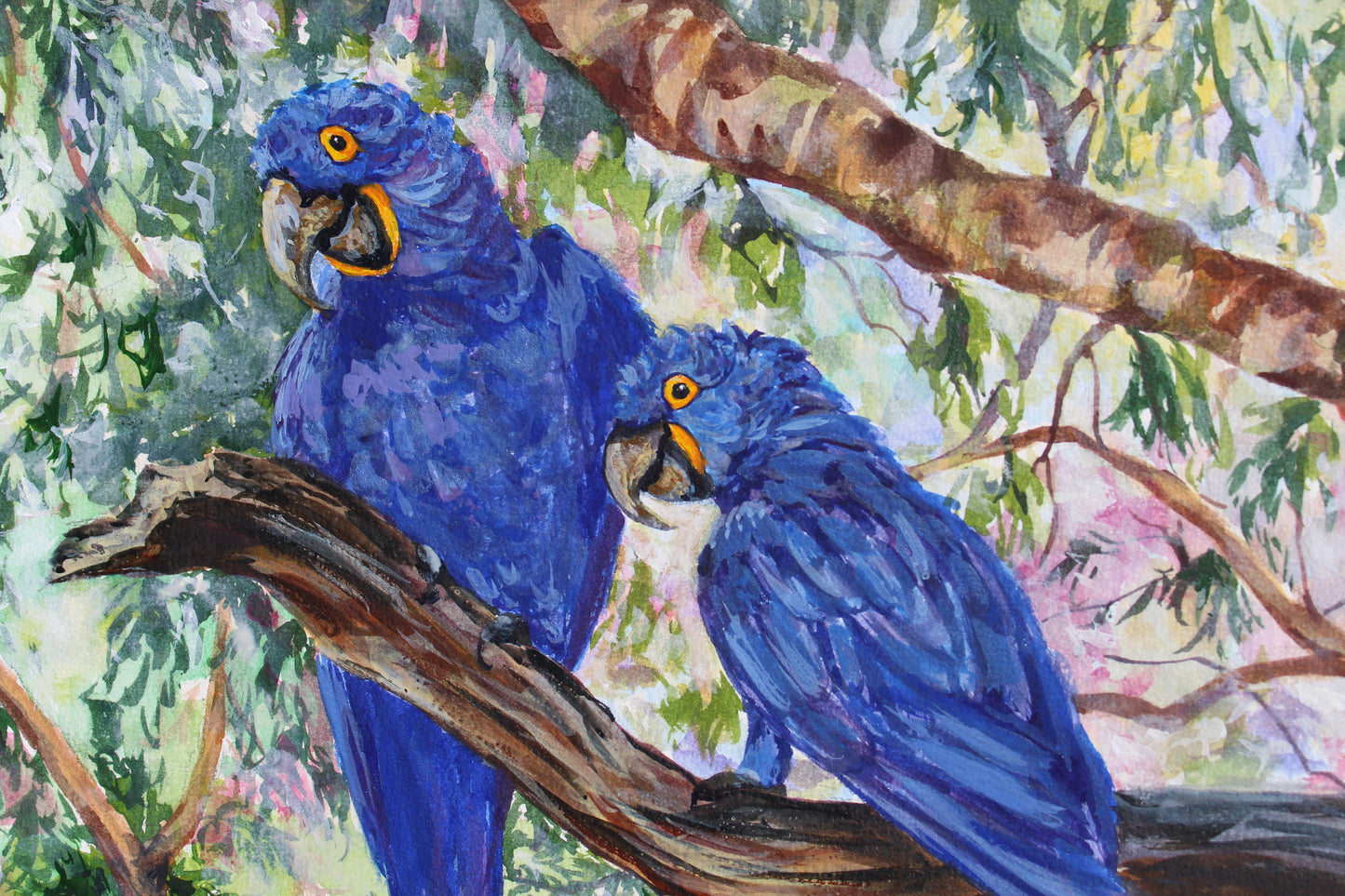 Brazilian Hyacinth Macaws