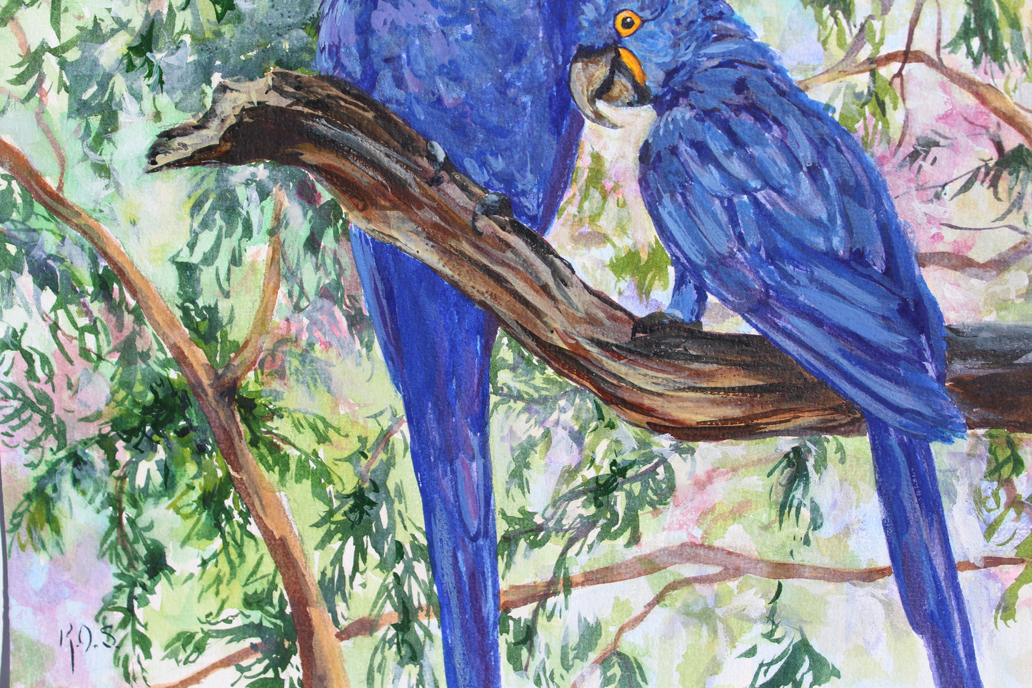 Brazilian Hyacinth Macaws