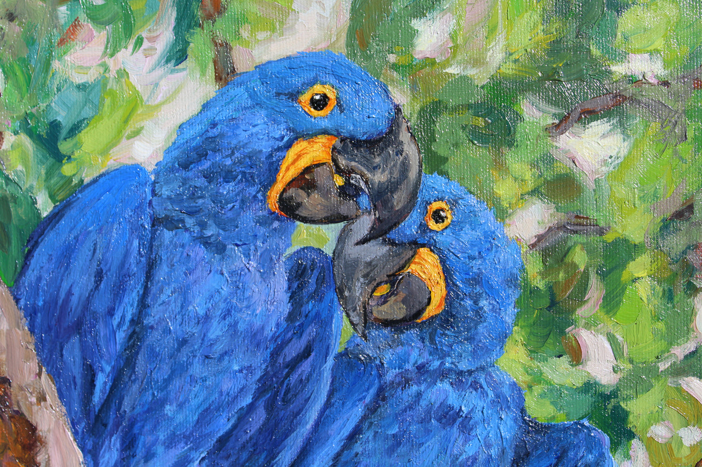 Hyacinth Macaws