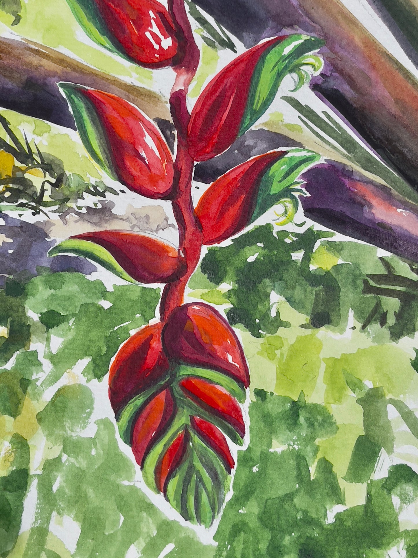 Hanging Heliconia