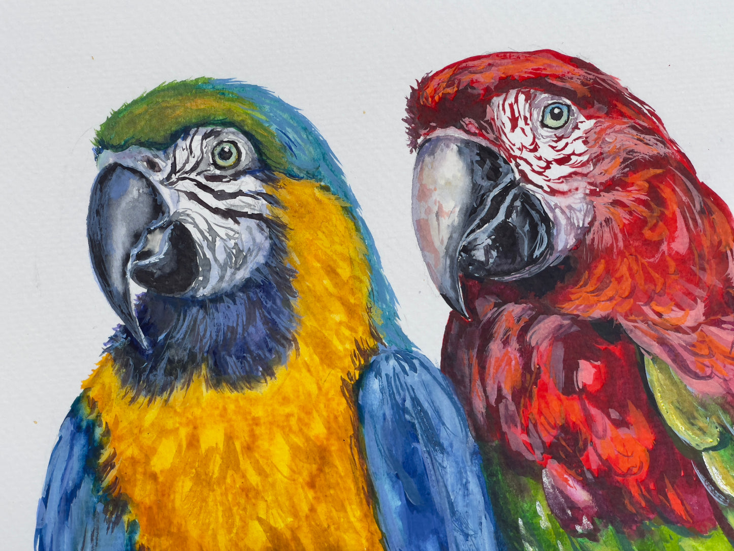 Macaws In Love