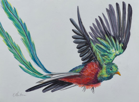 The Resplendent Quetzal