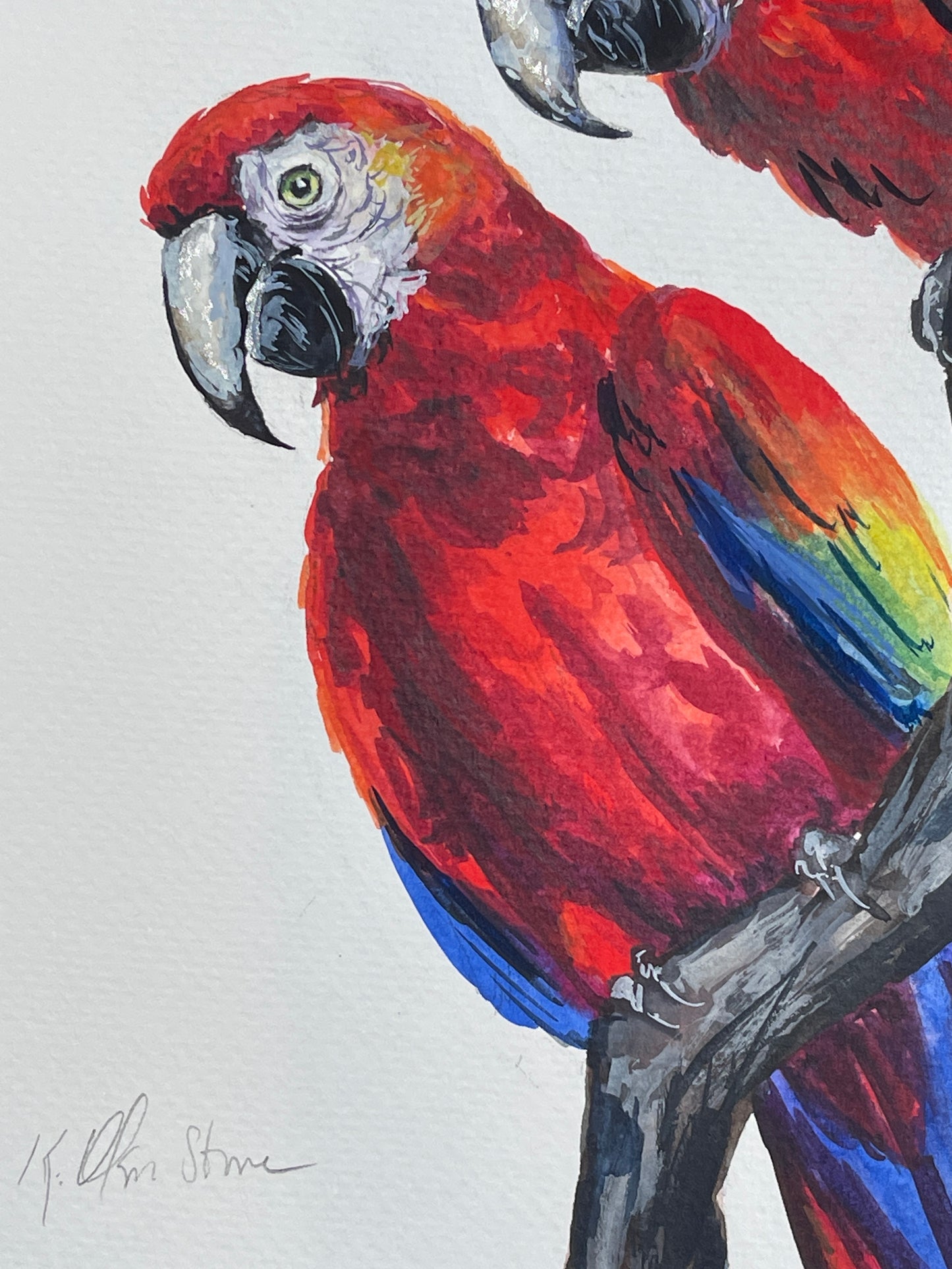 Cheeky Macaws